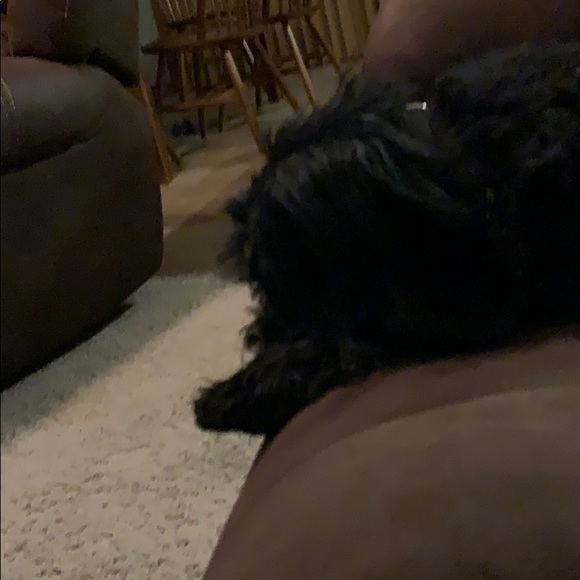 Meet your Posher, Brock - Picture 1 of 1